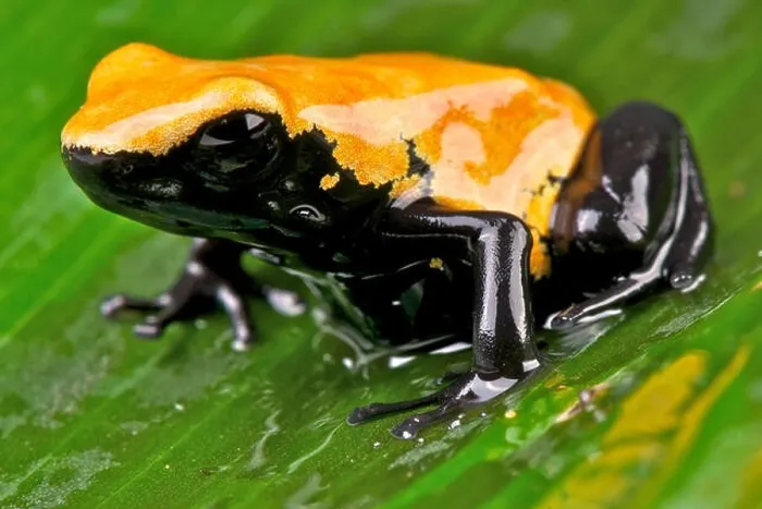 Framed Print : Splash-backed dart frog / Adelphobates galactonotus Framed Print : Splash-backed dart frog / Adelphobates galactonotus