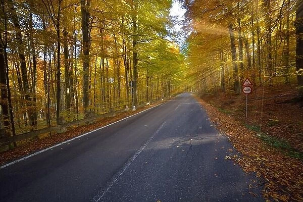 Splendid image in the forest colored leaves, asphalt road, sunset light with sunraws