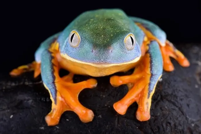 Framed Print : The Splendid leaf frog, Cruziohyla calcarifer Framed Print : The Splendid leaf frog, Cruziohyla calcarifer