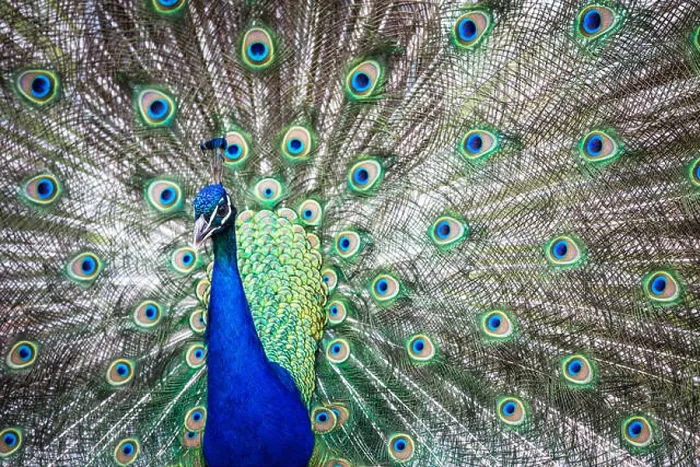 Framed Print : Splendid peacock with feathers out (Pavo cristatus) (shallow DOF color toned image) Framed Print : Splendid peacock with feathers out (Pavo cristatus) (shallow DOF color toned image)