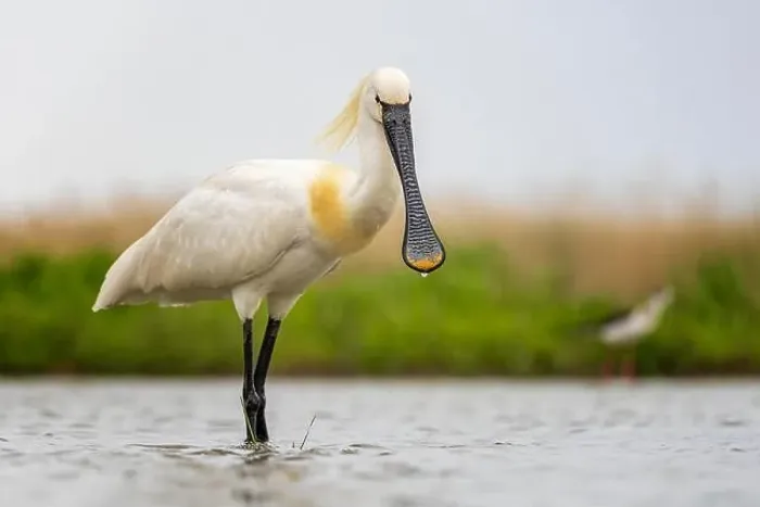 Framed Print : Spoonbill eurasian spoonbill (Platalea leucorodia) Framed Print : Spoonbill eurasian spoonbill (Platalea leucorodia)