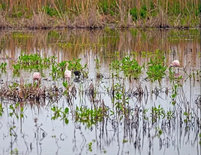 Framed Print : Spoonbills Feeding in a Wildlife Refuge in the Anahuac National Wildlife Refuge in Texas Framed Print : Spoonbills Feeding in a Wildlife Refuge in the Anahuac National Wildlife Refuge in Texas