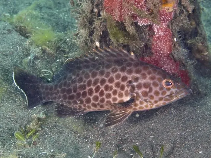 Framed Print : A spotted areolate grouper (Epinephelus areolatus) resting on a sandy seabed next to corals Framed Print : A spotted areolate grouper (Epinephelus areolatus) resting on a sandy seabed next to corals