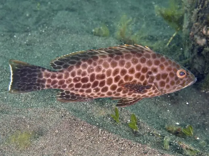 Framed Print : Spotted brown fish, Areolate grouper (Epinephelus areolatus) Framed Print : Spotted brown fish, Areolate grouper (Epinephelus areolatus)