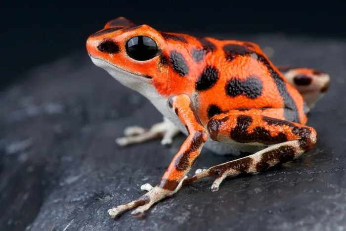 Framed Print : Spotted dart frog / Oophaga pumilio Framed Print : Spotted dart frog / Oophaga pumilio
