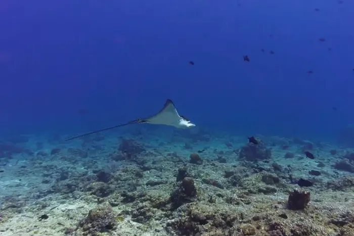 Framed Print : Spotted eagle ray in the coral reef of Maldives island Framed Print : Spotted eagle ray in the coral reef of Maldives island