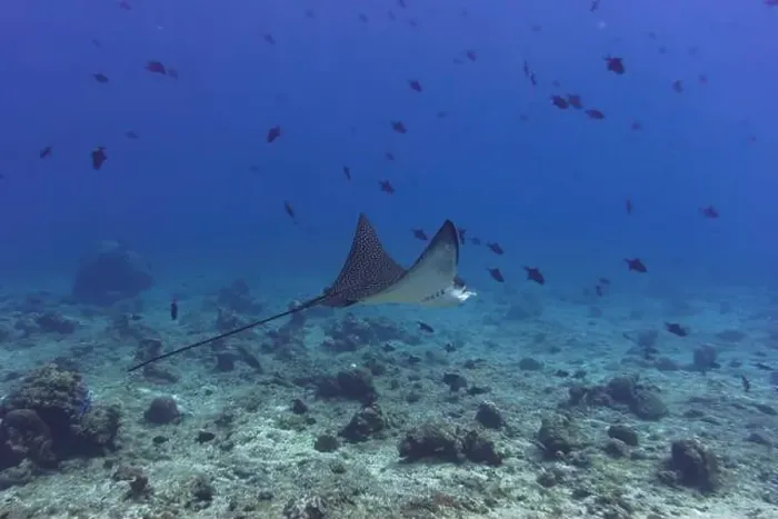 Framed Print : Spotted eagle ray in the coral reef of Maldives island Framed Print : Spotted eagle ray in the coral reef of Maldives island
