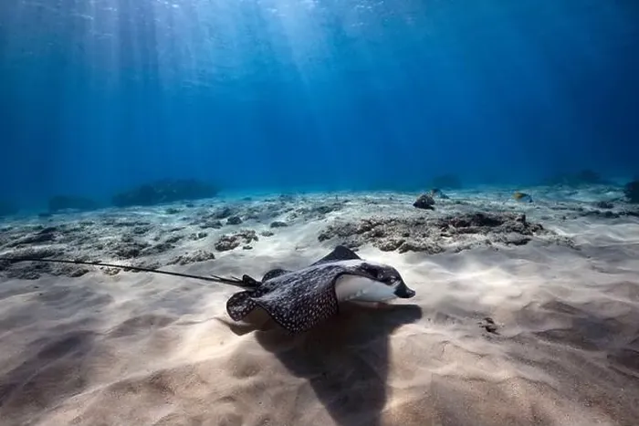 Framed Print : A Spotted Eagle Ray hunts for food along the sandy floor of the ocean in Hawaii Framed Print : A Spotted Eagle Ray hunts for food along the sandy floor of the ocean in Hawaii