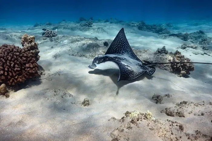 Framed Print : A Spotted Eagle Ray hunts for food along the sandy floor of the ocean in Hawaii Framed Print : A Spotted Eagle Ray hunts for food along the sandy floor of the ocean in Hawaii