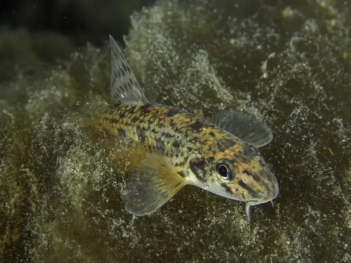 Framed Print : A spotted gudgeon (Gobio gobio) moving across the algae-covered bottom Framed Print : A spotted gudgeon (Gobio gobio) moving across the algae-covered bottom