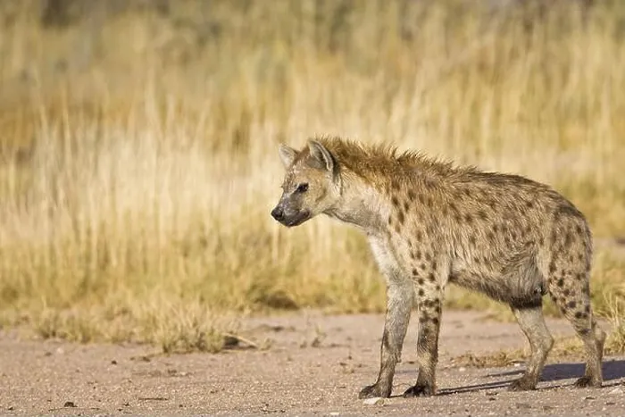 Framed Print : spotted hyena Framed Print : spotted hyena