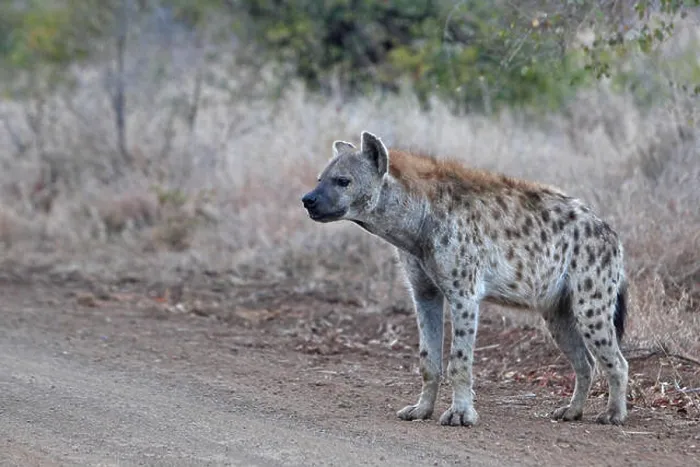 Framed Print : spotted hyena (Crocuta crocuta), stands at the edge of a dirt road, South Africa, Kruger National Park Framed Print : spotted hyena (Crocuta crocuta), stands at the edge of a dirt road, South Africa, Kruger National Park