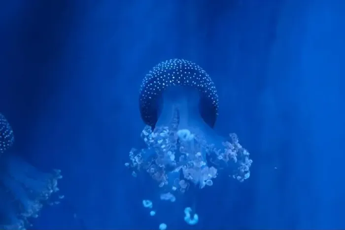 Framed Print : Spotted Jellyfish (phyllorhiza punctata) in an aquarium Framed Print : Spotted Jellyfish (phyllorhiza punctata) in an aquarium