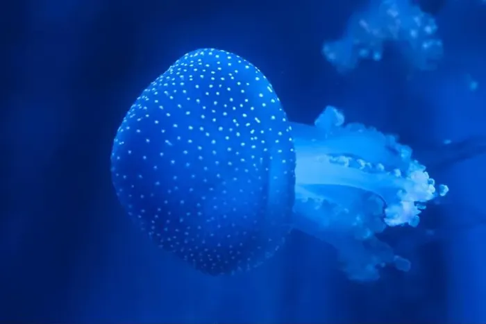 Framed Print : Spotted Jellyfish (phyllorhiza punctata) in an aquarium Framed Print : Spotted Jellyfish (phyllorhiza punctata) in an aquarium