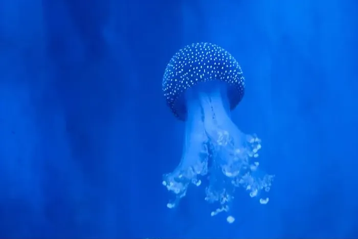 Framed Print : Spotted Jellyfish (phyllorhiza punctata) in an aquarium Framed Print : Spotted Jellyfish (phyllorhiza punctata) in an aquarium