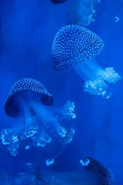 Framed Print : Spotted Jellyfish (phyllorhiza punctata) in an aquarium Framed Print : Spotted Jellyfish (phyllorhiza punctata) in an aquarium