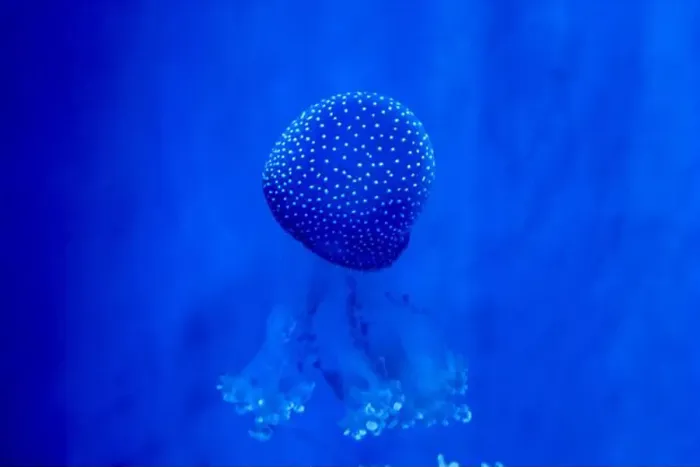 Framed Print : Spotted Jellyfish (phyllorhiza punctata) in an aquarium Framed Print : Spotted Jellyfish (phyllorhiza punctata) in an aquarium