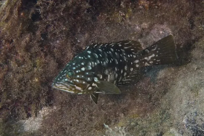 Framed Print : Spotted macaroni grouper (Mycteroperca fusca) swimming between algae and rocks Framed Print : Spotted macaroni grouper (Mycteroperca fusca) swimming between algae and rocks