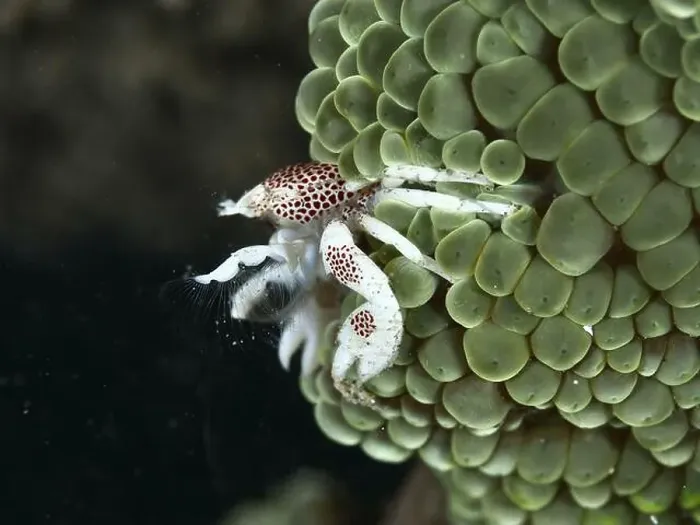 Framed Print : Spotted porcelain crab (Neopetrolisthes maculatus) clinging to a green sea anemone Framed Print : Spotted porcelain crab (Neopetrolisthes maculatus) clinging to a green sea anemone