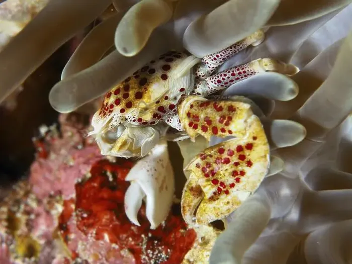 Framed Print : Spotted porcelain crab (Neopetrolisthes maculatus) sitting in sea anemone Framed Print : Spotted porcelain crab (Neopetrolisthes maculatus) sitting in sea anemone