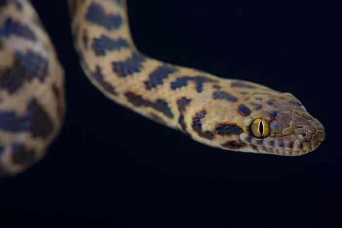 Framed Print : Spotted python / Antaresia maculosa Framed Print : Spotted python / Antaresia maculosa