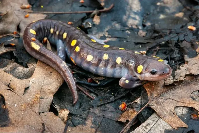 Framed Print : Spotted salamander on forest floor during spring migration Framed Print : Spotted salamander on forest floor during spring migration