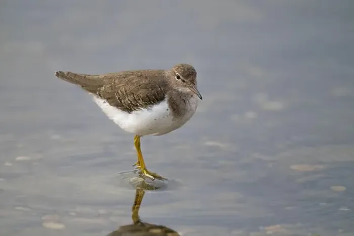 Framed Print : Spotted Sandpiper (Actitis macularius) in basic plumage at the American River, Sacramento County California