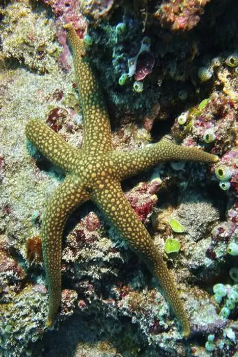 Framed Print : Spotted starfish, New Caledonian starfish Framed Print : Spotted starfish, New Caledonian starfish