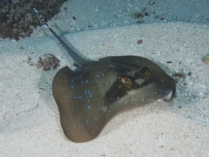 Framed Print : Spotted stingray, blue spotted stingray (Neotrygon kuhlii) Framed Print : Spotted stingray, blue spotted stingray (Neotrygon kuhlii)
