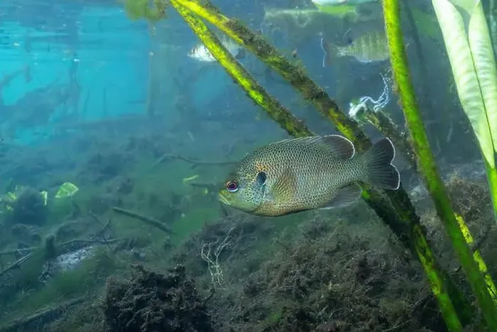 Framed Print : Spotted sunfish in crystal clear water Framed Print : Spotted sunfish in crystal clear water