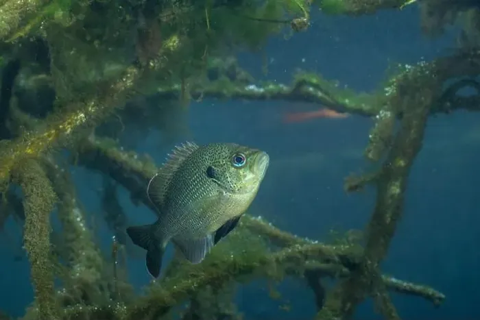 Framed Print : Spotted sunfish surrounded by woody debris Framed Print : Spotted sunfish surrounded by woody debris