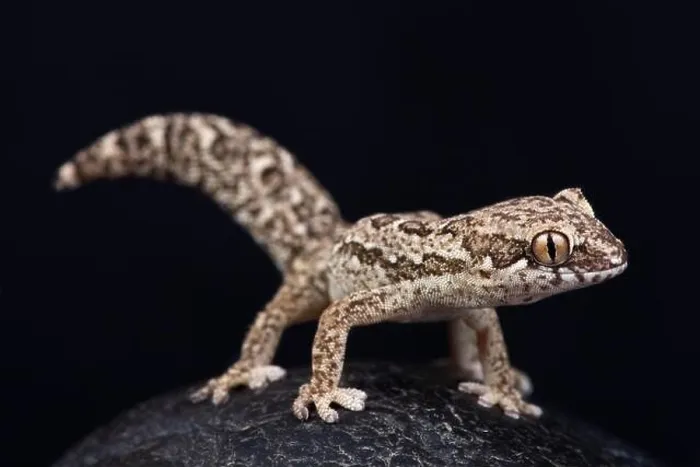 Framed Print : Spotted Thick-toed Gecko (Pachydactylus maculatus) Framed Print : Spotted Thick-toed Gecko (Pachydactylus maculatus)