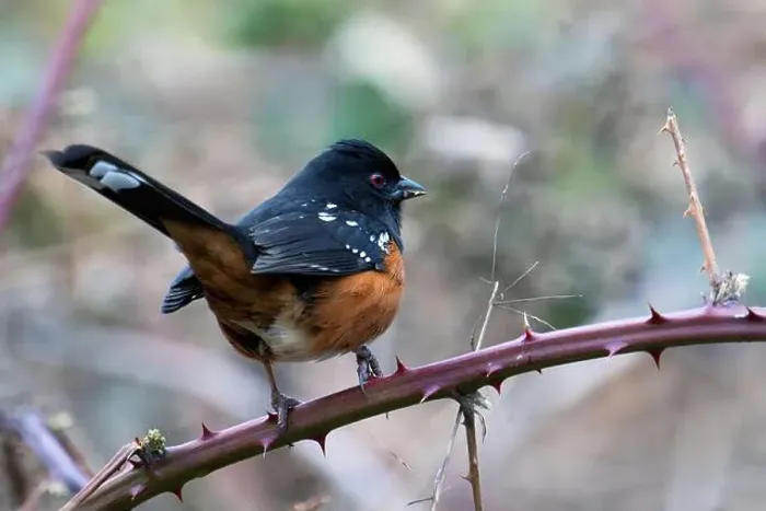 Framed Print : A spotted towhee perched on a branch. Cowichan Bay, Canada Framed Print : A spotted towhee perched on a branch. Cowichan Bay, Canada