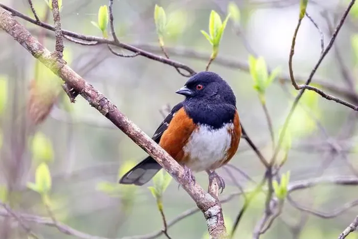 Framed Print : Spotted towhee (Pipilo maculatus) - Beacon Hill Park - Victoria, Vancouver Island, British Columbia, Canada