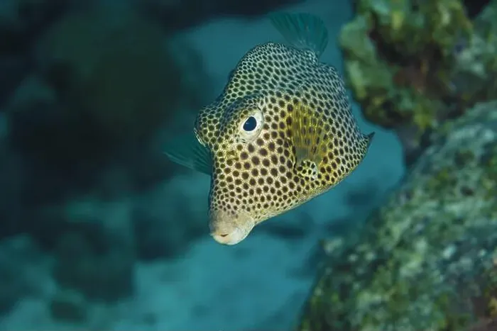 Framed Print : A spotted trunkfish or Lactophrys bicaudalis effortlessly swims near a coral reef in the clear waters of Bonaire Framed Print : A spotted trunkfish or Lactophrys bicaudalis effortlessly swims near a coral reef in the clear waters of Bonaire