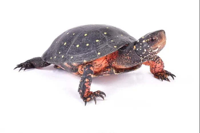 Framed Print : Spotted turtle, Clemmys guttata Framed Print : Spotted turtle, Clemmys guttata