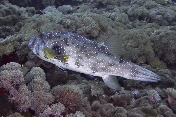 Framed Print : A spotted white-spotted pufferfish (Arothron hispidus) moves through a coral reef with dense vegetation Framed Print : A spotted white-spotted pufferfish (Arothron hispidus) moves through a coral reef with dense vegetation
