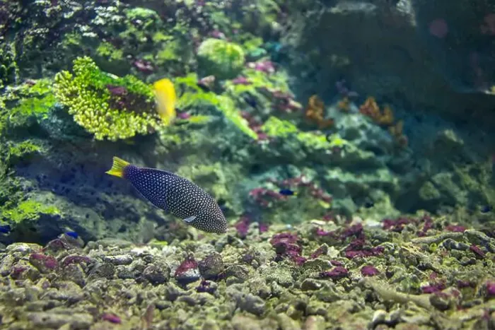 Framed Print : spotted wrasse fish in the tank Framed Print : spotted wrasse fish in the tank
