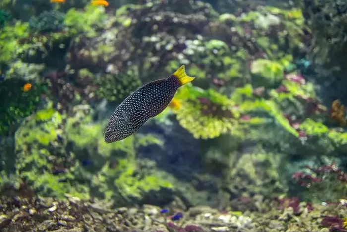 Framed Print : spotted wrasse fish in the tank Framed Print : spotted wrasse fish in the tank