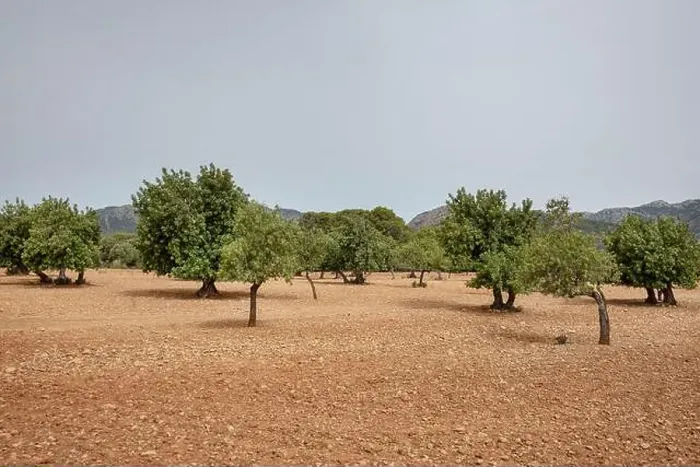 Framed Print : Sprawling orange groves in the direction of Soller Framed Print : Sprawling orange groves in the direction of Soller