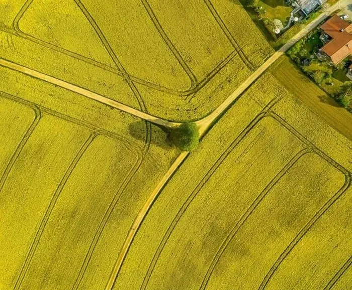 Framed Print : Spreaded roads through a rapeseed field highly droneshot from above with a single tree in the centre Framed Print : Spreaded roads through a rapeseed field highly droneshot from above with a single tree in the centre