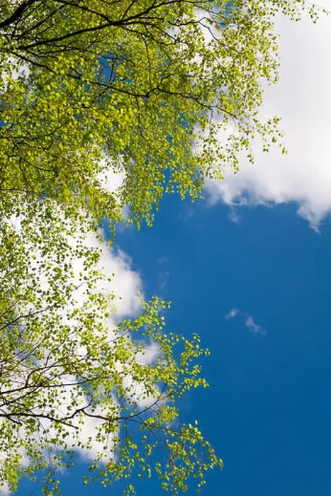Framed Print : Spring birch tree leaves, green foliage on the sunny blue sky with white clouds background Framed Print : Spring birch tree leaves, green foliage on the sunny blue sky with white clouds background