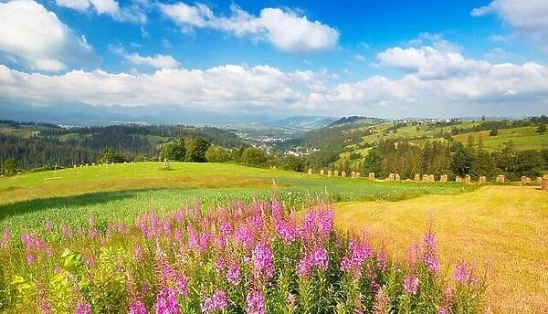 Spring countryside landscape with flowers, Poland