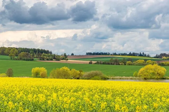 Framed Print : Spring fields of Europe, covered in bright yellow canola flowers Framed Print : Spring fields of Europe, covered in bright yellow canola flowers