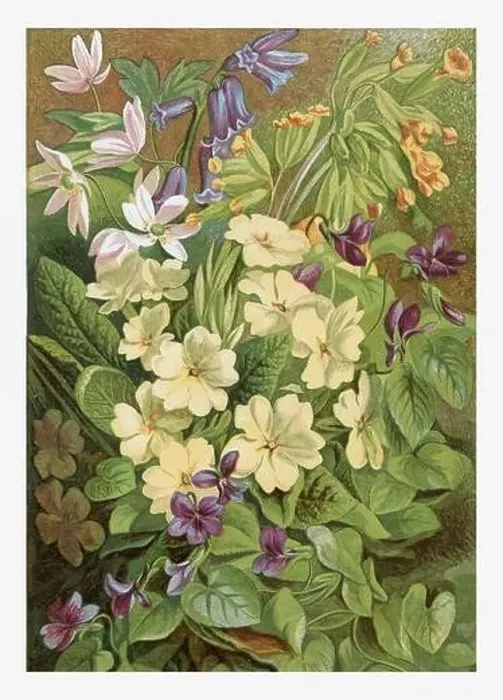Framed Print : Spring Flowers. Seasonal illustration of The illustrated London Almanack (1845 to 1895)