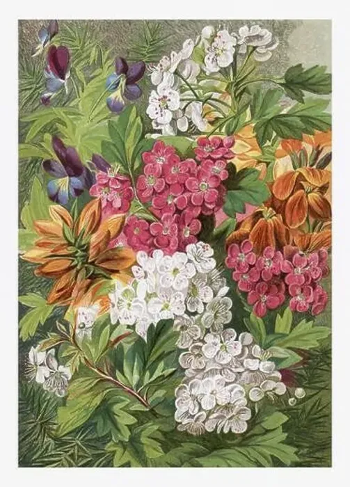 Framed Print : Spring Flowers Seasonal illustration of The illustrated London Almanack (1845 to 1895) Framed Print : Spring Flowers Seasonal illustration of The illustrated London Almanack (1845 to 1895)
