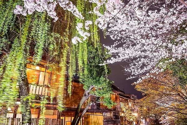 Spring foliage in Kyoto, Japan at night