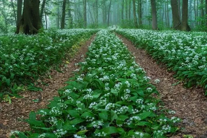 Framed Print : Spring landscape of the forest full of blooming wild garlic in Transylvania Framed Print : Spring landscape of the forest full of blooming wild garlic in Transylvania