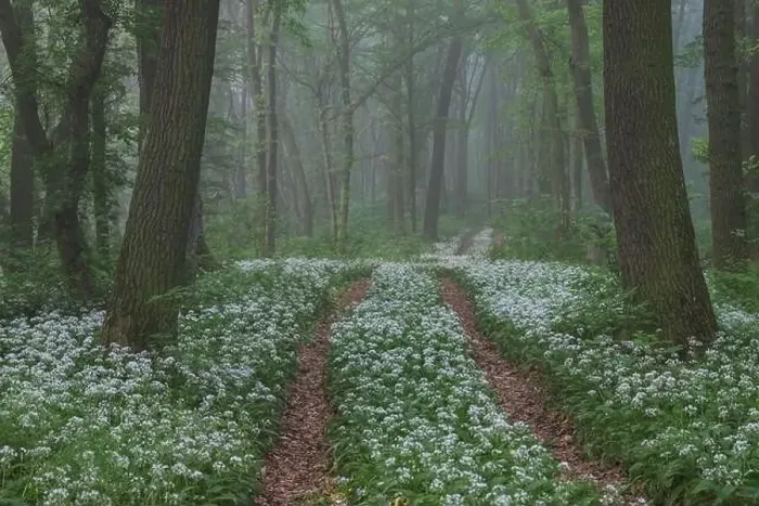 Framed Print : Spring landscape of the forest full of blooming wild garlic in Transylvania Framed Print : Spring landscape of the forest full of blooming wild garlic in Transylvania