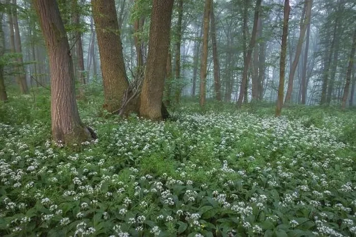Framed Print : Spring landscape of the forest full of blooming wild garlic in Transylvania Framed Print : Spring landscape of the forest full of blooming wild garlic in Transylvania